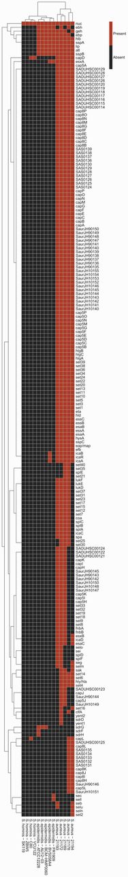 Heat map showing clusters of the selected staphylococcal strains based on their virulence gene profiles. The columns represent the staphylococcal strains, whereas the rows represent the predicted virulence genes. A red box indicates the presence of the virulence gene in the corresponding strain. In contrast, a black box indicates absence. Through this clustering, it is easy to visualize the common virulence genes (e.g. nuc) across the selected staphylococcal strains/species, strain-specific virulence genes (e.g. sec, sel for strain S. epidermidis FR1909) and species-specific virulence genes (e.g. hysA, esaA essA, and essB are specific to all selected S. aureus).