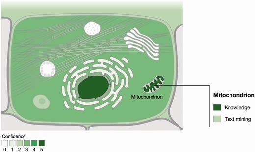 Visualization of localization evidence. When querying the database for a protein, its localization is visualized on a schematic of a cell. When the user hovers the cursor over a compartment, we also graphically summarize the types of evidence supporting this localization. The confidence of the evidence is color coded, ranging from light green for low confidence to dark green for high confidence. White indicates an absence of localization evidence.