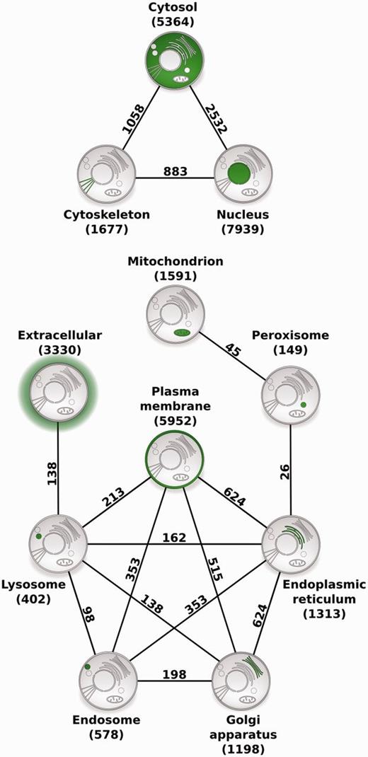 Compartment relationships derived from shared proteins. Illustrating the usefulness of COMPARTMENTS for global analysis of protein localization, we studied relationships between compartments. Each node represents a single compartment, which is highlighted in green. The number of proteins in the compartment is shown in parenthesis. We show an edge between two compartments whenever they share more proteins than expected at random (false discovery rate <0.1%). The number of proteins co-localized to the two compartments is shown next to the edge.