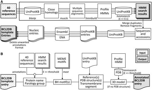 Description of the FindBCL2 and AnnotateBCL2 processes used to generate BCL2DB. External programs used by the processes are indicated in italics. ( A ) The upper part of the panel (boxed) describes the discovery mode of the FindBCL2 program. The results are the profile HMMs and their associated classification E-value thresholds deduced after a HMM search against UniProtKB. The production mode used to generate the BCL2DB entry templates is described in the bottom part. After an hmmsearch on UniProtKB with the computed profile HMMs, the Ensembl or ENA entries are retrieved from cross-references or BLAST searches with nonfragment protein sequences and after removing duplicated sequences. Then, the entries are cleared of unwanted annotations and merged into a single one if they refer to the same Ensembl, Ensembl Genomes or ENA entry. ( B ) The AnnotateBCL2 process enriches each BCL2DB entry template with annotations from reference sequences, sequence classification information (protein/gene name and orthology group/cluster), location of BH motifs and structural data retrieved from the PDB.