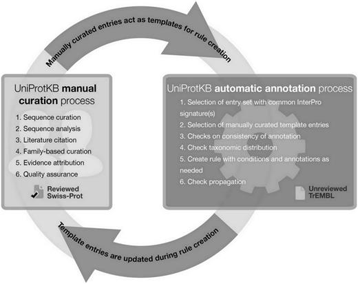 UniProtKB manual and automatic biocuration processes.