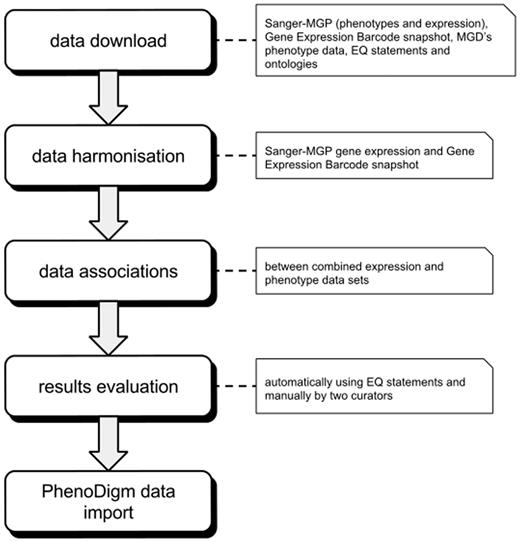 Illustration of the overall work flow of the study. After downloading and formatting all required data, the expression profiles are merged into one data set. The merged data set is then used to calculate the associations between tissues and phenotypes that are then evaluated. After evaluation, the significant associations are loaded into and provided via the PhenoDigm web interface.