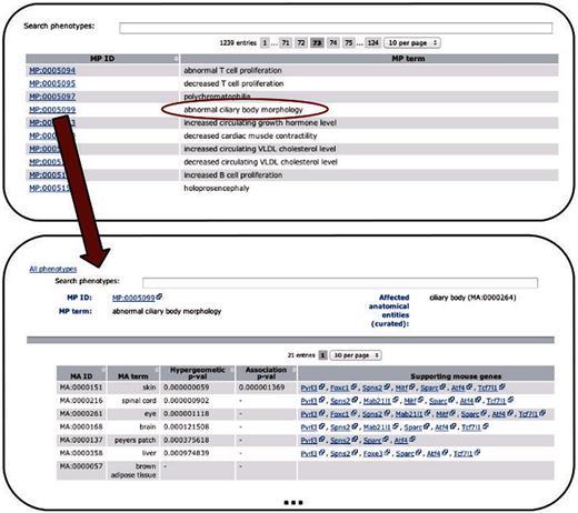  Depicts the extension of the PhenoDigm web interface and how the data can be browsed using the newly added pages. From a list of phenotypes, those of interest can be selected, leading to a page that shows P -values for each of the investigated tissues. Hyphens in one of the P -value fields indicate that with the data set no significant association between the phenotype and the tissue could be identified. For significant associations, genes supporting the association between tissue and phenotype are provided. 