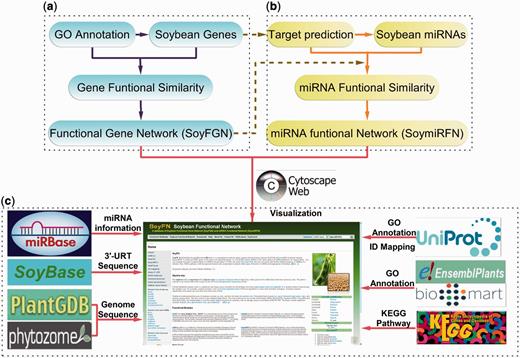 Procedure for SoyFN construction. (a) Inferring soybean GFSAT and SoyFGNs. (b) Inferring soybean miRNA functional similarity and SoymiRFNs. (c) Incorporating other publicly accessed databases and tools to support and enhance the analyses of soybean genomic and microRNomic interactome.