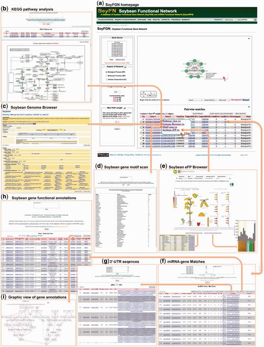 A workflow to retrieve, visualize and analyze the SoyFGN using SoyFGN. (a) The home page of SoyFGN and the results by submitting the sample genes with the default parameter settings. (b) KEGG pathway analysis of the selected genes. (c) Showing a specific gene and its genome context in Genome Browser. (d) Retrieving the gene’s promoter motifs from PLACE (http://www.dna.affrc.go.jp/PLACE/). (e) Displaying the expression profiles of a specific gene in different tissues or organs by ‘eFP’. (f) Matches between a specific list of genes and miRNAs, which provides the interaction between SoyFGN and SoymiRFN. (g) Getting the 3′-UTR sequences of genes. (h) GO function enrichment analysis of genes. (i) Graphic view of the enriched GO terms.