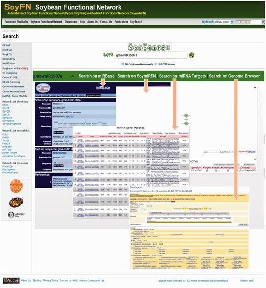 A use case to retrieve an miRNA in SoyFN using SoySearch. Four types of information about the specific miRNA will be returned and shown below the input box. Users can click the tabs to switch between them and will be redirected from SoySearch to the homepage of each functional module to implement more detailed analyses by clicking ‘More on…’ option in each tab.