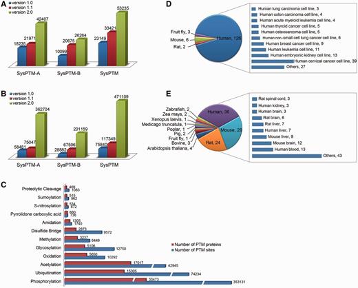 Data content in SysPTM2.0 and comparison to the previous database. (A) The growth number of unique PTM proteins in SysPTM-A, SysPTM-B and total database; (B) The growth number of unique PTM sites, in SysPTM-A, SysPTM-B and total database; (C) Number of experimentally validated PTM proteins and modified sites in 11 highly frequent modification types; (D) Number of cell-lines and their derived species stored in SysPTM-B; (E) Number of tissues and their derived species stored in SysPTM-B.