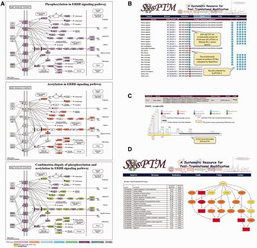Analysis tools and their enhanced functions in SysPTM2.0. (A) Exploration of ERBB signaling pathway regulated by phosphorylation and acetylation in both individual and combinatorial manners. PTMs on pathways are colored by mapping user-queried proteins into the KEGG reference pathways. Each color indicates a specified PTM type, e.g. purple denotes phosphorylation, orange denotes acetylation, green box indicates the presence of multiple modifications in one protein; (B) PTMPhylog searching result of human H31 protein (P68431). ECRs calculated by Rate4Sites are represented with red background, and EC-PTMs are colored with blue background; (C) PTM cluster result of human H31 (P68431) calculated from PTMCluster. The known PTM site clusters can be queried by either keywords or protein sequences at PTMCluster. User can also upload or define PTM sites to calculate site clusters in a real-time manner. Protein domains are shown in gray and site clusters are shown by yellow. PTM sites contained in the cluster are marked in the upper and lower sides of the protein box (upper: PTM sites from SysPTM-A, lower: PTM sites from SysPTM-B); (D) The top 20 enriched GO terms identified by PTMGO using human proteome acetylation data in (57). The top enriched GO terms were identified by the elim algorithm. Rectangles indicate the most significant terms. Color represents the relative significance, ranging from dark red (most significant) to bright yellow (least significant). The GO identifier is displayed for each node.