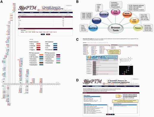 The web interfaces of SysPTM2.0 browser tools. (A) The page of enzyme-modified human histone H31 (P68431) in A-431 cell-line. PTM modifying and demodifying enzymes are separately displayed in the upper and lower sides of the protein box. Types of modification of enzymes are distinguished by text colors, e.g. purple denotes phosphorylation, and orange denotes acetylation, etc. Modifying and demodifying enzymes are also highlighted with red and blue background to represent the expression at both protein and mRNA level, respectively. A darker color represents a higher level of expression values. (B) Browser tools at SysPTM 2.0. (C) Browse by PTM types page. The overview of PTM types and their modified residues is provided, more detailed information of the catalytic specificity of PTM type can be obtained from dbPTM 3.0. (D) Enhanced function of PTMPathway. Users can explore multiple signaling pathways and compare PTM proteins and modified residues by searching SysPTM 2.0.
