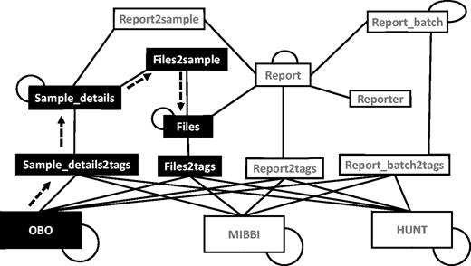 Graph arrangement of tables used in search operations. The graph is constructed using all the relevant tables (nodes) connected using connections (edges) constructed using foreign key constraints and polymorphic relationships. Self-loops indicate a hierarchical relationship. The black nodes and the dashed arrows show the path taken when answering the query ‘get all files connected to any of the samples tagged with the term Type 1 Diabetes A’. (OBO = The Open Biological and Biomedical Ontologies, MIBBI = Minimum Information about a Biomedical or Biological Investigation, HUNT = The Nord-Trødelag health study).