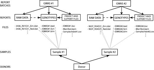 An example of an EGDMS report. Two report batches represent two GWAS experiments. Both report batches use the same report structure, with one report each for raw data, project files and the final product: a report containing genotypes. Each sample is connected to all the files containing any kind of information regarding the sample. Study-specific samples are then connected to donor information.