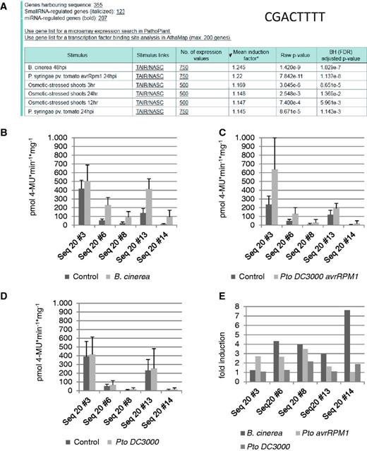  ‘ In silico expression analysis’ and experimental validation of the cis -regulatory sequence CGACTTTT. ( A ) The in silico expression analysis result with sequence CGACTTTT. ( B–D ) Quantitative GUS expression (pmol 4-MU min −1  mg −1 ) after infection of transgenic A. thaliana lines with B. cinerea (B), P. syringae pv . tomato avrRPM1 (C) and P. syringae pv. tomato (D) compared with the uninfected control. ( E ) The fold induction determined from the change between the GUS values of uninfected and infected plants. 