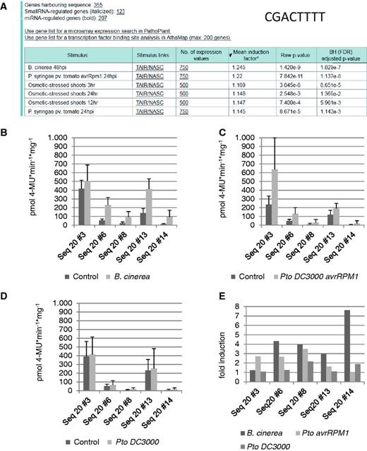 ‘ In silico expression analysis’ and experimental validation of the cis -regulatory sequence CGACTTTT. ( A ) The in silico expression analysis result with sequence CGACTTTT. ( B–D ) Quantitative GUS expression (pmol 4-MU min −1 mg −1 ) after infection of transgenic A. thaliana lines with B. cinerea (B), P. syringae pv . tomato avrRPM1 (C) and P. syringae pv. tomato (D) compared with the uninfected control. ( E ) The fold induction determined from the change between the GUS values of uninfected and infected plants.