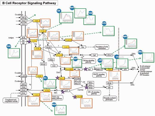 A case study of the RegPhos-discovered phosphorylation networks involved in BCR signaling pathway. The phosphoproteome change in response to FcεRI-mediated mast cell activated with FcR at 9 time points was used to validate the phosphorylation profile of the proteins in the discovered phosphorylation networks.