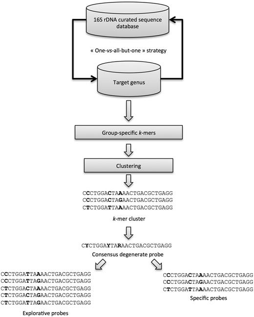 Schematic representation of the KASpOD program workflow.