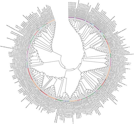 A phylogenetic tree of representative cryptochromes. The evolutionary relationships of 248 representative cryptochromes from 72 genomes were investigated. The evolutionary history was inferred using the minimum evolution method. The optimal tree with a sum of branch length = 49.91770009 is shown. Animal-type (circle), CPD photolyase class I (left handed triangle), CPD photolyase II (right handed triangle), CRY-DASH (diamonds) and plant-type (rectangular) cryptochromes formed distinct clusters. Different colors were used for indicating different taxa; violet (vertebrate), bright blue (insect), blue (bacteria), green (green algae), brown (moss), pink (fungi), red (monocot) and orange (eudicot).
