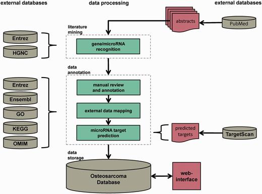 Database construction pipeline. The database construction is performed in three major steps: automated dictionary-based literature mining, data review and annotation by reviewers and external data sources and data storage in a MySQL relational database with Web interface. The whole pipeline is based on PubMed-derived abstracts related to OS research.
