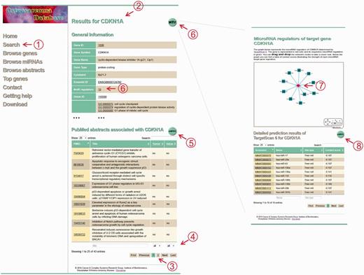 Screenshot of the CDKN1A results page. The database screenshots show the main results page of a gene search and the corresponding MTI network using the example of CDKN1A. (1) The search menu enables the user to search for a gene or microRNA query. (2) Submitting the query delivers the results page for the specific query that shows general information derived from external databases and abstracts associated with the query. (3) The table of abstracts can be browsed using pagination buttons and (4) filtered according to type of samples, potential prognostic and/or therapeutic value or text search within the titles. (5) To receive more manual annotations like experimental settings, biological context and information about the abstracts, an export button is provided. (6 + 7) The MTI network visually illustrates the possible regulatory relationships of the user’s query. A detailed description of the prediction results is given in the table below. (8) Again, users are able to export the table and receive additional information like UTR coordinates and so on.