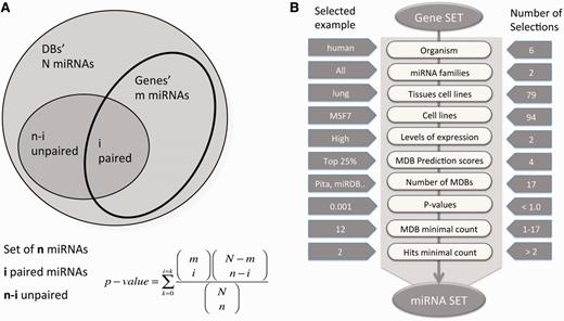  miRror2.0 statistical model and a workflow. ( A ) A schematic illustration for the hypergeometric statistic that underlies miRror is shown. For each gene, we took into account the list of miRNAs that were associated with it. We calculated the probability of the gene’s interaction with the collection of miRNAs in the user set as opposed to the rest of the miRNAs in that MDB. ( B ) A workflow of Gene2miR operational mode. The filters and parameters that can be selected by the user are shown. The number of optional values for each of the parameters and filters are indicated (right) and an example for a specific value is shown (left). For a preselected set of MDBs, statistical threshold ( P  < 0.05) and a minimal requirement of two MDBs and two hits from the query are used as the default parameters. The input for the mode of miR2Gene is the set of miRNAs that follows the same scheme. 