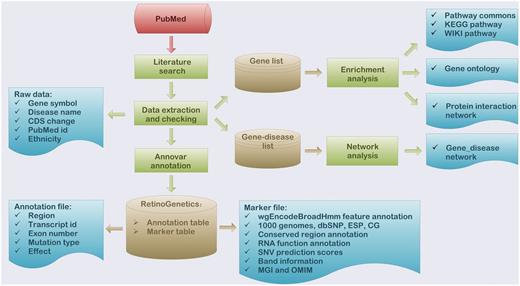 Flowchart of the procedure for ‘RetinoGenetics’. ‘RetinoGenetics’ mainly consists of three parts: (i) data extraction based on publication search, (ii) mutation annotation of all variants and genes using ANNOVAR and (iii) enrichment analysis with all IRD-related genes by WebGestalt and network analysis graphically showing intrinsic relations between genes and phenotypes.