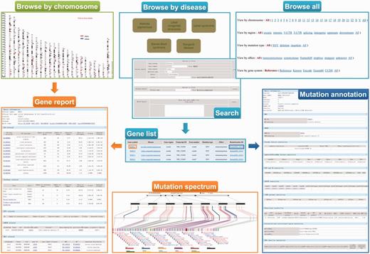 A screenshot of the browse and search tools in ‘RetinoGenetics’. ‘Browse by chromosome’ is used to retrieve all IRD-related genes mapped on chromosomes, and each is linked to ‘Gene report’. ‘Browse by disease’, ‘Browse all’ and ‘Search’ aim to get ‘Gene list’, through which ‘Gene report’ and ‘Mutation annotation’ can be further obtained. ‘Gene report’ lists a detailed summary of the gene including ‘Mutation spectrum’, whereas ‘Mutation annotation’ displays information like location, clinical phenotype, functional prediction and details in existing databases.