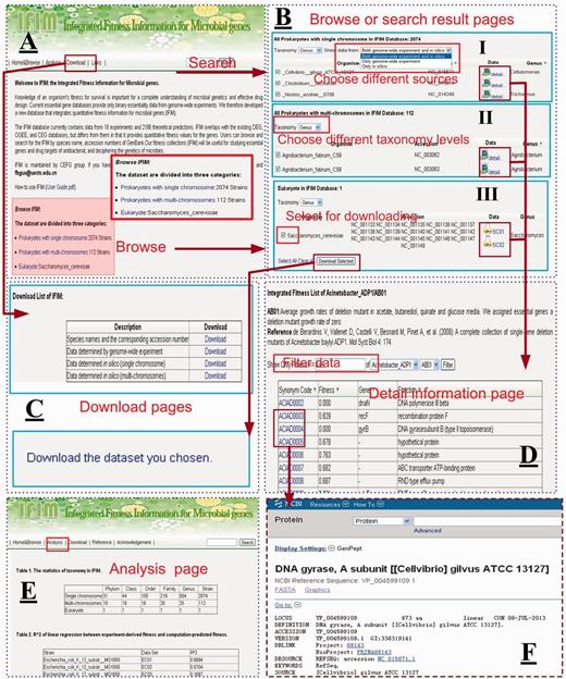  The web interface for the IFIM database. ( A ) The Home & Browse page; ( B ) Examples of Browse or Search result pages. (I) choosing different sources to browse data sets, (II) choosing different taxonomy levels to browse data sets and (III) choosing different data sets to download; ( C ) The Download pages; ( D ) An example of a fitness information page; ( E ) The Analysis page; ( F ) The link page showing a NCBI link to a gene. 