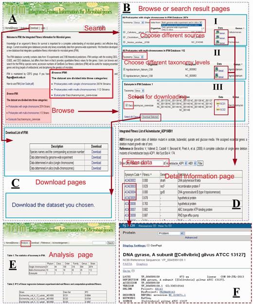 The web interface for the IFIM database. ( A ) The Home & Browse page; ( B ) Examples of Browse or Search result pages. (I) choosing different sources to browse data sets, (II) choosing different taxonomy levels to browse data sets and (III) choosing different data sets to download; ( C ) The Download pages; ( D ) An example of a fitness information page; ( E ) The Analysis page; ( F ) The link page showing a NCBI link to a gene.