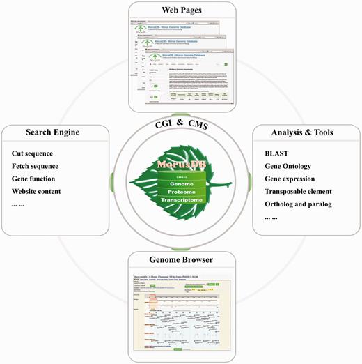The framework of MorusDB. MorusDB core is implemented in MySQL database for storing data and contents. CGI programs and CMS were used to constitute the intermediate layer, which was used to carry out analysis and manage and display data and contents to the outer layer, web pages.