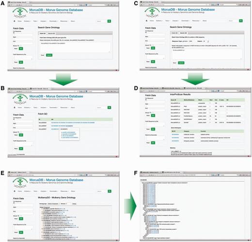 Snapshots of searching M. notabilis gene ontologies (GOs). Researchers can fetch GOs by gene IDs using Fetch GO ( A and B ) and search GOs by sequences or sequence IDs using Search GO ( C and D ). All M. notabilis GOs can also be birds-eye viewed with Browse GO ( E and F ).