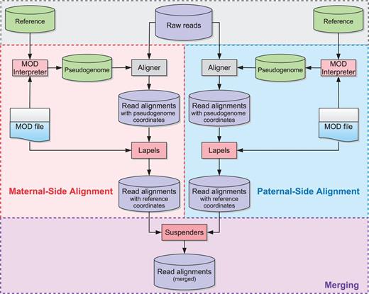 Multi-Alignment Pipeline for a diallel cross. Here we assume that the organisms being considered are diploid. The first step is to create two pseudogenomes using the list of known allelic differences, align the same reads to both pseudogenomes and convert the mappings back to the reference coordinate system. Next we merge the two alignments and keep only the best mappings to either pseudogenome in the final merged file.