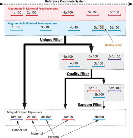 Sample filter path for mapping sets of five reads in a diallel cross labeled such that ‘4b:90’ is mapping ‘b’ of read 4 with a score of 90. Before filtering, 1a and 1b are combined into 1a/b because they have the same position and score in both mappings. Additionally, 5c and 5d are also combined. The mapping sets of reads 1, 2 and 3 are all outputted by the Unique filter, as there is a single positional mapping for each. The mapping sets of reads 4 and 5 have multiple mappings, so they are diverted to the Quality filter by the Unique filter. The Quality filter outputs 4a, as only one mapping of read 4 has the best score (100 compared with 90). The mapping set of read 5 has three mappings with identical scores and is therefore diverted to the Random filter, which chooses one mapping arbitrarily. As there are three in the set, each one has a 33.3% chance of being chosen, with 5b being the arbitrary choice in this example.