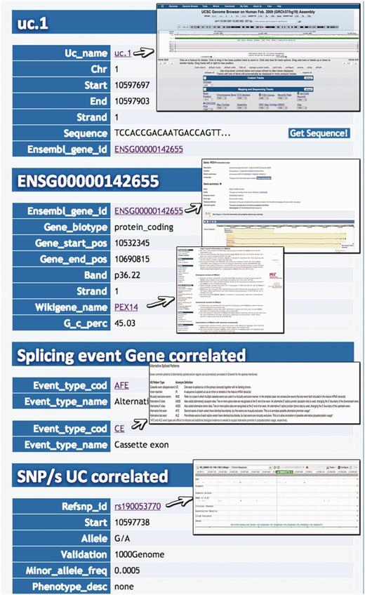 Result for UCR Id query. Typing the Id name of a particular UCR (uc.1 in this case) it is possible to retrieve information about chromosome coordinates, the gene in which the UCR is located, the gene splicing events and the SNPs located in that particular UCR.