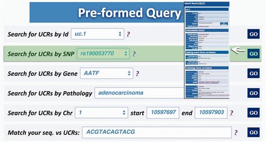 Query result for SNP search. This result shows the UCR in which that particular SNP is located (in this case rs190 053 770) together with chromosomal coordinates, allelic frequency, validation and phenotype information.