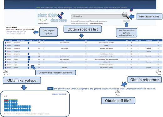 Flowchart showing the possible database outputs and options for a given search. The karyotype appears as a pop-up window, in which the 5S rDNAs are depicted in red and the 35S in green.