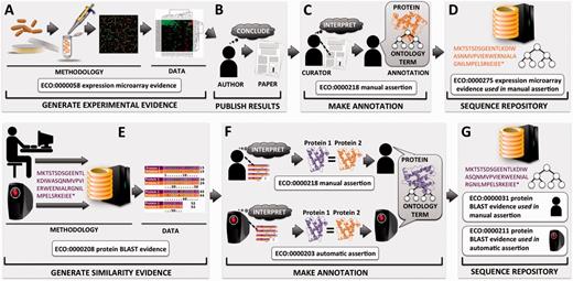 Flow of protein functional annotation and associated evidence, as represented by ECO. Intricate relationships and inputs typically represented in greater detail by other ontologies such as OBI tend to be collapsed into general summary classes in ECO. Top row ( A–D ) begins with ( A ) researcher performing a gene expression experiment and resulting data and analysis, ( B ) which are interpreted by the researcher and eventually published as conclusions. ( C ) A biological curator reads the paper and makes an association between a protein and a term from a controlled vocabulary such as the GO. ( D ) The annotation is deposited at a sequence repository along with associated evidence and assertion method. Bottom row ( E–G ) depicts two methods for asserting annotations based on similarity evidence. ( E ) Either a person or a computer compares a protein sequence with sequences in a database, which results in a hit to highly similar sequence and associated alignment data. ( F ) The machine or the human interprets the alignment, considering cutoff thresholds and other parameters. Two proteins of sufficient similarity are determined to share function, and protein 1 of unknown function will be assigned the function of protein 2 of known function. ( G ) The annotation is deposited at a sequence repository along with associated evidence and assertion method.