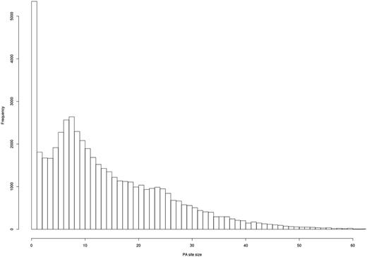 Evaluation of PA site cluster size. A histogram shows the frequency of PA clusters depending on their size. Most PA clusters exhibit a size of 1–25 bps.