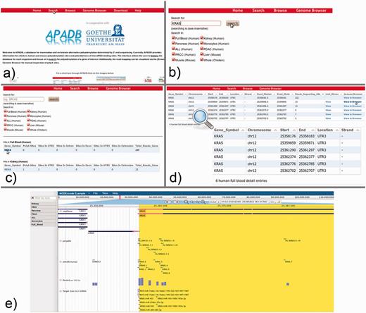KRAS serves as an example for the use of the APADB Web interface to find and visualize PA sites. The search page (b) can be accessed from the main page (a) via the ‘Search’ link. The search page allows for entering a HUGO name of interest, and subsequently the respective results are listed for each organism and tissue (c). Detailed information about the PA sites is called up by selection of the gene name in a specific tissue type (d). An alignment of reads corresponding to a given PA site can then be visualized in jBrowse (e) together with the corresponding clusters in APADB, miRNA binding sites and sites contained in polyADB2.