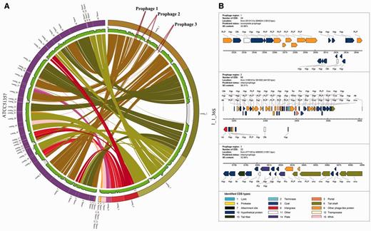 Comparison between two genomes using PGC reveals putative prophages. (A) Visualization of two aligned draft genomes, F. necrophorum 1_1_36S and F. necrophorum ATCC51357 revealing three insertions in the F. necrophorum 1_1_36S genome, which are associated with putative prophages as predicted by PHAST. (B) Overview of the CDSs in the putative prophages.