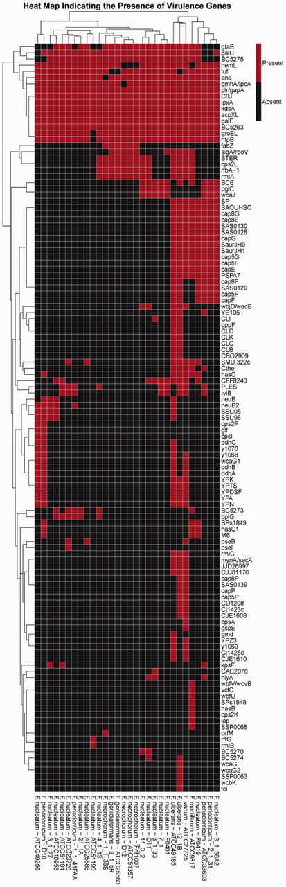 The heat map generated using PathoProT, showing the cluster of Fusobacterium strains based on their virulence gene profiles. The threshold used in this analysis was 50% sequence identity and 50% sequence completeness.