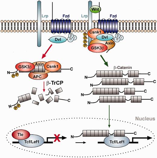 The Wnt/β-catenin signaling pathway. Left (red arrows): In the absence of Wnt ligand, β-catenin is bound by the destruction complex consisting of the scaffolding proteins Axin and Adenomatosis polyposis coli (APC), and the protein kinases Glycogen synthase kinase 3 beta (GSK3β) and Casein kinase I (Csnk1), and sequentially phosphorylated by these kinases. Phosphorylated β-catenin binds to and is ubiquitinated by the E3 ubiquitin ligase β-TrCP, thereby targeting it for proteasomal degradation. In the absence of Wnt ligand, lymphoid enhancer binding factor 1 (Lef1) or T cell-specific (TCF) transcription factors are bound to the promoters of Wnt target genes in the cell nucleus together with co-repressors of the Groucho/transducin-like enhancer of split (Tle) family proteins, thereby repressing their expression. Right (green arrows): On binding of Wnt ligand to the Frizzled (Fzd) receptor and low-density lipoprotein receptor-related protein (Lrp) co-receptor complex, Axin and GSK3β are recruited to the cell membrane via Dishevelled (Dvl) and the destruction complex falls apart. Unphosphorylated β-catenin accumulates in the cytosol and translocates into the nucleus, where it binds to the Lef1/TCF transcription factors and activates Wnt target genes by displacing the co-repressors and recruiting co-activators to this complex. Properties of Lef1/Tcf binding sites in the promoters of known Wnt target genes, i.e. the number of conserved Lef1/Tcf binding sites as well as the averaged matrix similarity, were used to train a classifier and to predict direct or indirect interactions of potentially new target genes and Lef1/Tcf transcription factors in the Wnt/β-catenin signaling pathway.