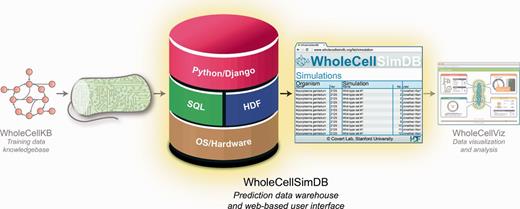 WholeCellSimDB (center) stores whole-cell model simulations for visualization and analysis. WholeCellSimDB is composed of a hybrid relational/HDF database server and a Web-based user interface. Researchers contribute whole-cell model simulations to WholeCellSimDB via a command line interface (left), and retrieve results data for further analysis using either the JSON Web service or Python API (right).