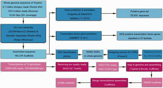 Workflow for processing and analyzing of genomic sequences of ‘DC-27’ and transcriptomic sequences specific to 14 carrot genotypes.