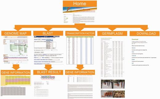 Organizational structure of CarrotDB Web pages.