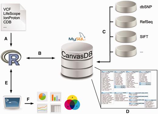 Overview of the canvasDB system. The figure shows a schematic view of the workflow how variant data are imported, stored and analyzed within the canvasDB system. (A, B) Variant calls for SNP are added to the system using a function call in R; different file formats are supported. (C) All new variants that are not already stored within the system are annotated against databases like dbSNP, RefSeq, SIFT, etc. (D) The variant data, annotations and information about the samples are stored in MySQL database tables, in a way that allows for rapid comparative analyses of variants between samples. (E) Analysis on the variants within the canvasDB system is performed through functions in R, using the RMySQL package. (F) Using pre-defined or custom analysis functions in R/Bioconductor, it is possible to generate lists of candidate disease-causing mutations, or any other types of analysis results, statistics or graphical plots based on the variant data in the database.