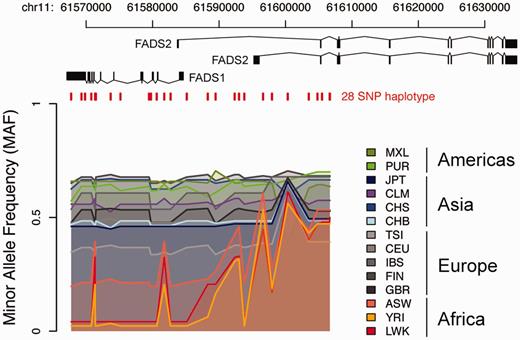 Visualization of 10 000 Genomes data in a specific region. The colored lines show the Minor Allele Frequencies (MAF) in different 1000 Genomes populations for 28 SNPs on a haplotype, denoted haplotype D, over the FADS region on chromosome 11. At the top are the transcript isoforms of FADS1 and FADS2. Red vertical lines mark the genomic positions of the 28 SNPs on haplotype D. Haplotype frequency varies between populations having ancestry on different continents, with lowest MAF seen in populations with African ancestry and highest MAF in American populations.