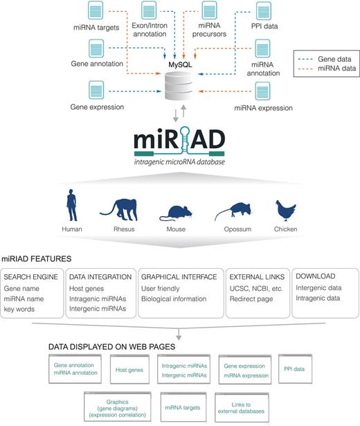 Overview of the miRIAD platform. Schematic representation of the main data presented in the web tool and how they are integrated and displayed. Blue arrows denote data related to protein-coding genes and orange arrows indicate data related to miRNAs. PPI: protein–protein interaction.