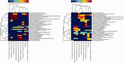 Values in the left panel are pathway completeness estimates. The values in the right panel are the total hits for each pathway that was normalized against its completeness. A minimum completeness of 50% was applied to both panels, where at least one sample had to satisfy for each pathway. The left panel demonstrates the presence or absence of selected pathways in the mangrove samples vs the control data sets, whereas the right panel shows the enrichment of these pathways.