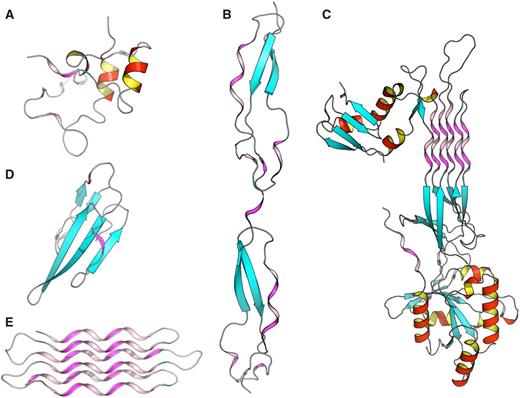  Some examples of proteins with high number of PPII conformations revealed by PolyprOnline database. ( A ) Cyclin-dependant kinase regular subunit (1CKSA; 26 ), ( B ) Thrombospondin (1LSLA; 27 ), ( C ) GTP-binding protein OBG (1UDXA; 28 ), ( D ) Atratoxin (1V6PA; 29 ) and ( E ) Snow flea anti-freeze protein (2PNEA; 30 ). β sheets appear in cyan while α helices are in red with an internal face in yellow. PPII are in violet and pink for internal face. Some PPII arrangements are very well organized in anti-parallel six helix bundle such in Snow anti-freeze protein ( E ) or in GTP-binding protein OBG ( C ). Others architectures are remarkable: β-β-PPII or PPII-β-β architecture found in Thrombospondin ( B ) and Atratoxin ( D ) have a similar arrangement to well known motif β-β-α or α-β-β building with an α helix instead of PPII. Cyclin-dependant kinase regular subunit ( A ) does not show any PPII specific arrangement. 