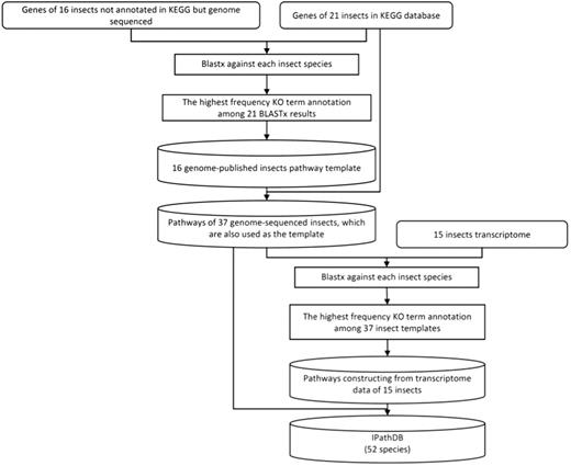The pipeline of iPathCons.