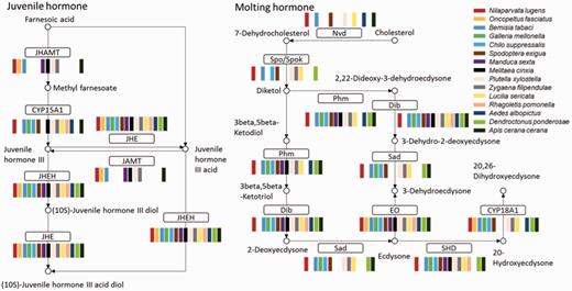 Insect hormone biosynthesis pathway. Most of the enzymes in the pathway could be found in all 15 insect transcriptomes; JHEH, JHE, and EO were found in all 15. Abbreviations: JHAMT, juvenile hormone acid methyltransferase; JHE, juvenile-hormone esterase; JHEH, juvenile hormone epoxide hydrolase; Nvd, cholesterol 7-dehydrogenase; Spo/Spok, CYP307A; Phm, CYP306A1; ecdysteroid 25-hydroxylase; Dib, CYP302A1, ecdysteroid 22-hydroxylase; Sad, ecdysteroid 2-hydroxylase; EO, ecdysone oxidase; SHD, ecdysone 20-monooxygenase.